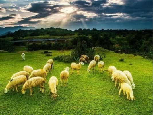 Cánh đồng cừu An Hòa