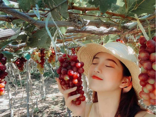 Vườn nho bạt ngàn